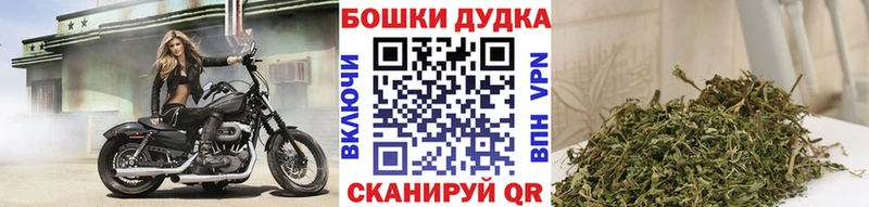 Каннабис планчик Лакинск